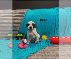 Mutt Dogs for adoption in Turlock, CA, USA