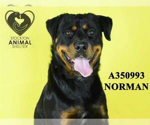 Rottweiler Dogs for adoption in Stockton, CA, USA