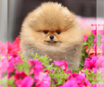 Small #1 Pomeranian