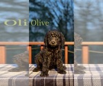 Small Photo #2 Goldendoodle Puppy For Sale in WEST LINN, OR, USA