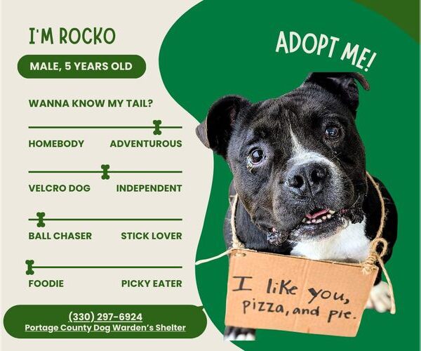 Medium Photo #1 American Pit Bull Terrier-Bulldog Mix Puppy For Sale in Rootstown, OH, USA