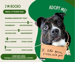 American Pit Bull Terrier-Bulldog Mix Dogs for adoption in Rootstown, OH, USA