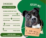 Small American Pit Bull Terrier-Bulldog Mix