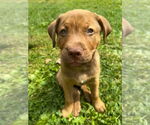 Small Mutt