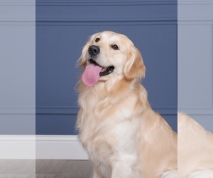 Father of the Golden Retriever puppies born on 11/18/2025