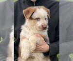 Small #3 German Shepherd Dog