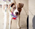 Small #8 Boxer Mix