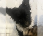 Small #3 Biewer Terrier