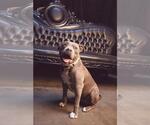 Small American Pit Bull Terrier