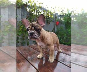 French Bulldog Puppy for sale in HOLLYWOOD, CA, USA