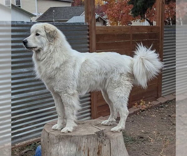 Medium Photo #4 Great Pyrenees Puppy For Sale in Hamilton, MT, USA