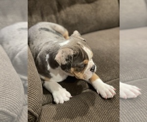 Olde English Bulldogge Puppy for sale in SMITHS GROVE, KY, USA