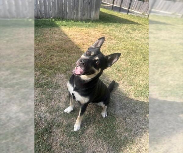 Medium Photo #2 German Shepherd Dog-Unknown Mix Puppy For Sale in Temple, TX, USA