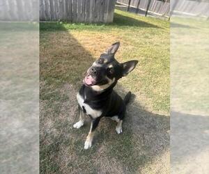 HANNAH - Female German Shepherd Dog-Unknown Mix Dog for Adoption - Photo #2