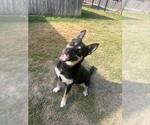 Small Photo #2 German Shepherd Dog-Unknown Mix Puppy For Sale in Temple, TX, USA