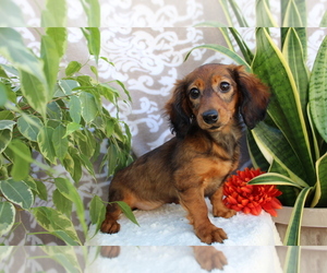 Dachshund Puppy for sale in SHILOH, OH, USA