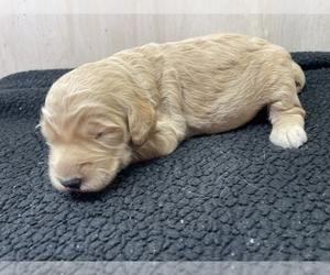 Goldendoodle Puppy for sale in BENTON, IL, USA
