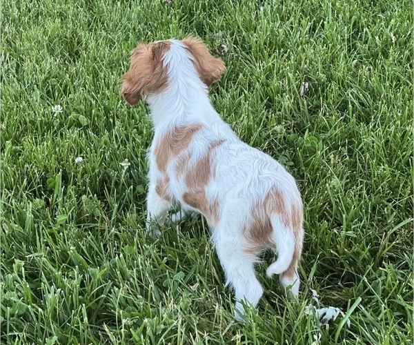 Medium Photo #5 Cavalier King Charles Spaniel Puppy For Sale in CANOGA, NY, USA