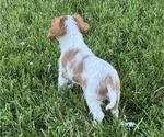 Small #4 Cavalier King Charles Spaniel