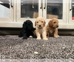 Goldendoodle (Miniature) Puppy for sale in ONTARIO, CA, USA