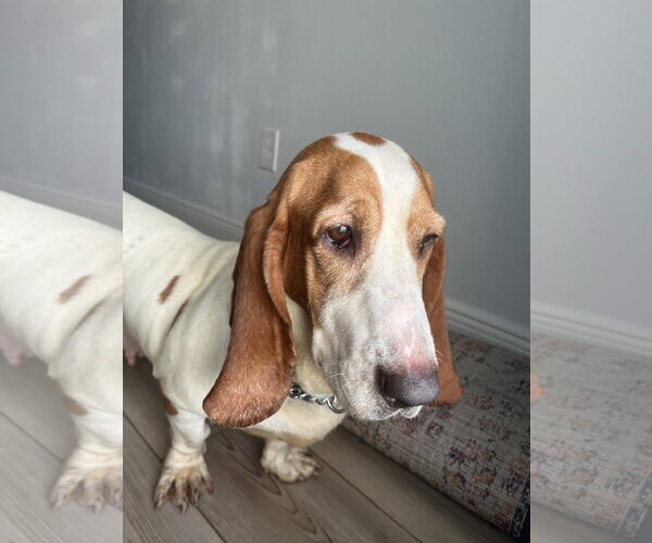 Medium Photo #3 Basset Hound Puppy For Sale in Valrico, FL, USA
