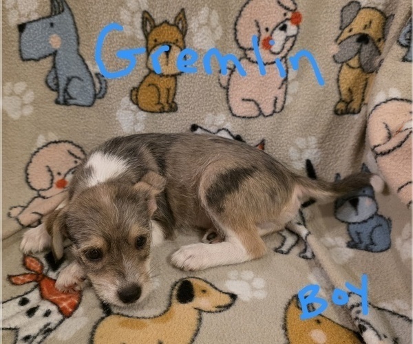Medium Photo #15 Chizer Puppy For Sale in MONTEZUMA, GA, USA