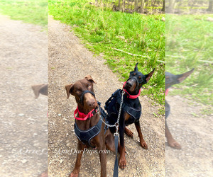 Doberman Pinscher Puppy for sale in LITHONIA, GA, USA