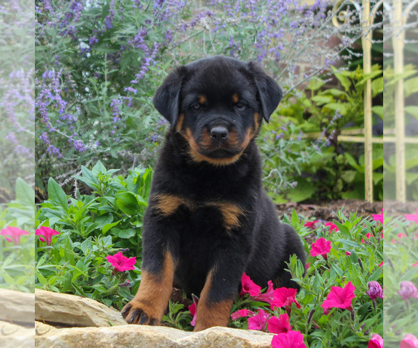 Medium Photo #2 Rottweiler Puppy For Sale in GAP, PA, USA