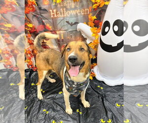 Remington - Male Labrador Retriever-Unknown Mix Dog for Adoption - Photo #3