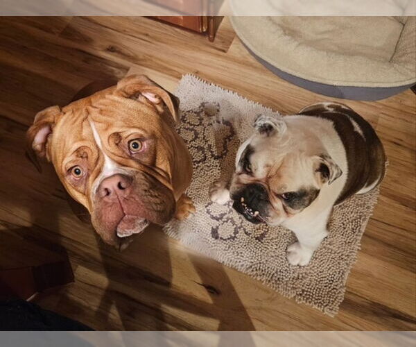 Medium Photo #2 Bulldog Puppy For Sale in East Derry, NH, USA