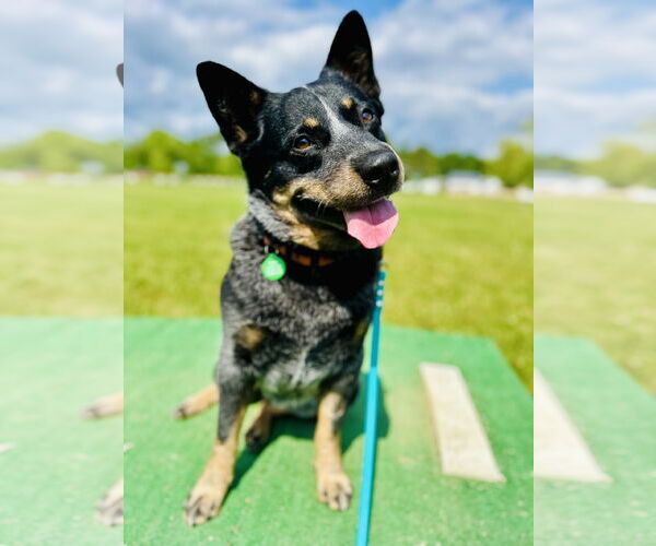 Medium Photo #2 Mutt Puppy For Sale in Garden City, NY, USA