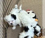 Small Photo #10 Shih-Poo Puppy For Sale in GLOUCESTER, VA, USA