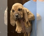 Red F - Female Bloodhound Puppy for Sale - Photo #10