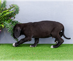 Small #3 Great Dane