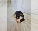 Small Photo #11 Pembroke Welsh Corgi Puppy For Sale in WESTMORELAND, TN, USA