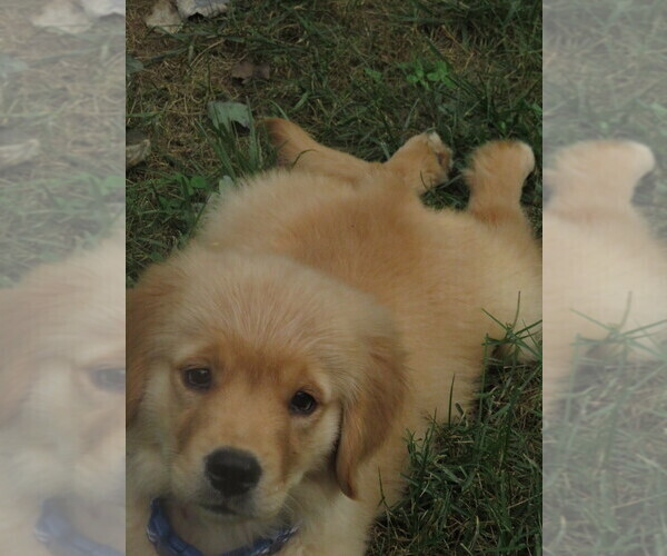 Medium Photo #5 Golden Retriever Puppy For Sale in MECHANICSVILLE, MD, USA