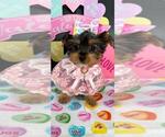 Small #4 Yorkshire Terrier