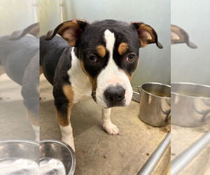 American Pit Bull Terrier Dogs for adoption in La Porte, IN, USA