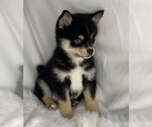 Pomsky Puppy for sale in PORTAGE, MI, USA