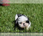 Small #4 Shih Tzu