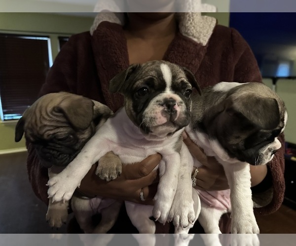 Medium Photo #1 French Bulldog Puppy For Sale in KILLEEN, TX, USA