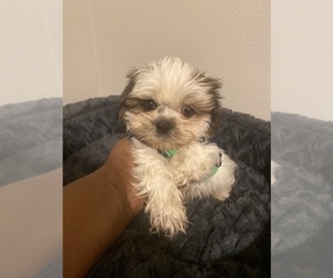 Shih Tzu Puppy for sale in CLERMONT, FL, USA