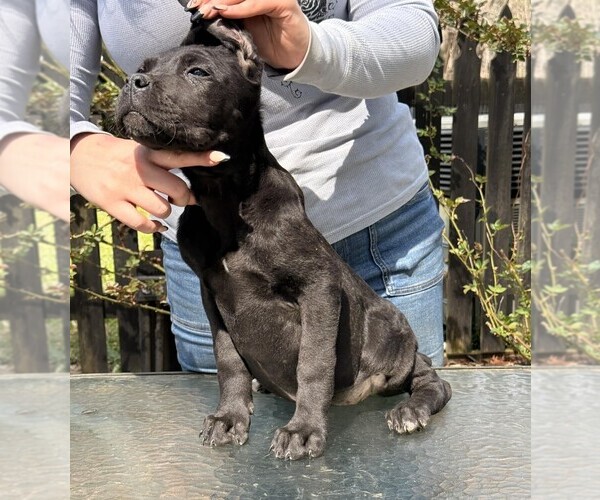 Medium Photo #2 Cane Corso Puppy For Sale in BEAVERDAM, VA, USA