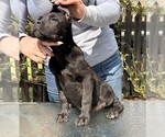 Small #1 Cane Corso