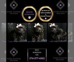 Small Photo #23 Morkie Puppy For Sale in WARSAW, IN, USA