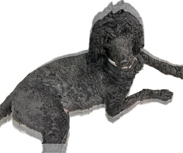 Medium Photo #13 Goldendoodle Puppy For Sale in MARICOPA, AZ, USA