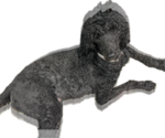 Small #12 Goldendoodle