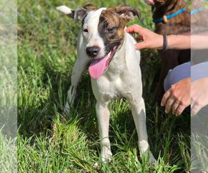 Chance - Male Pointer-Unknown Mix Dog for Adoption - Photo #2
