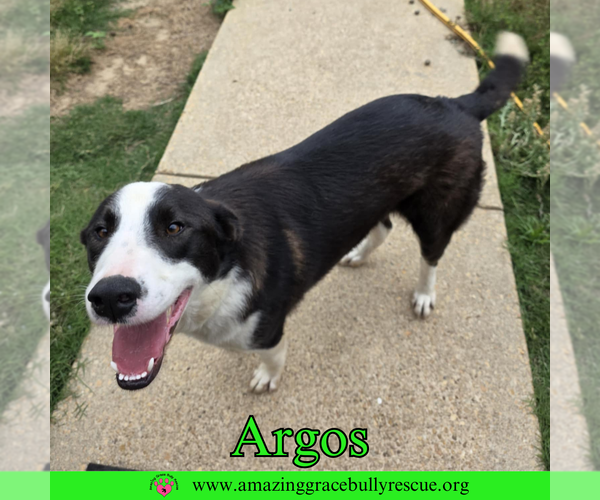 Medium Photo #3 Borador Puppy For Sale in Pensacola, FL, USA