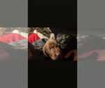 Small Photo #19 Labrador Retriever Puppy For Sale in GIG HARBOR, WA, USA